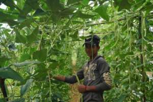 Her son at vegetable farm