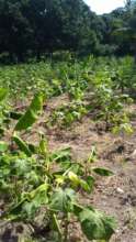 CPP gardens post Hurricane Mathew