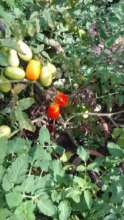 Tomato harvest begins