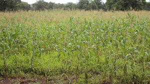 A farmer's insured maize crop