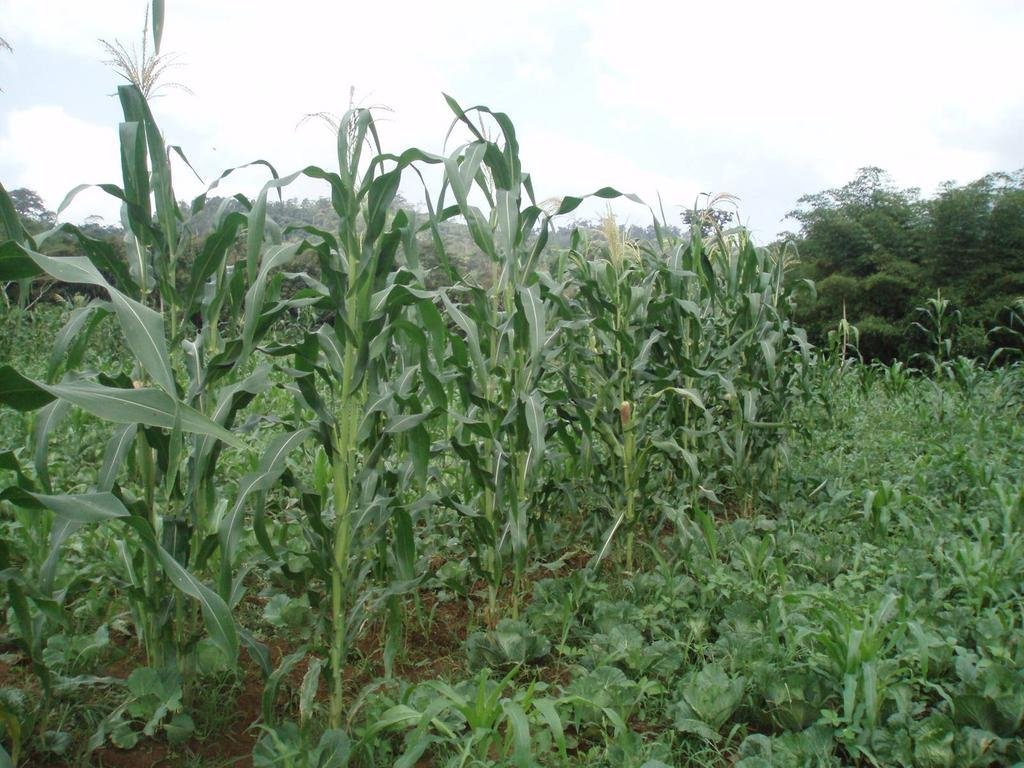 Protect and Invest in Farmers from Ghana