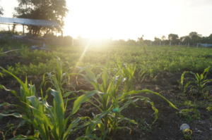 The corn is high!