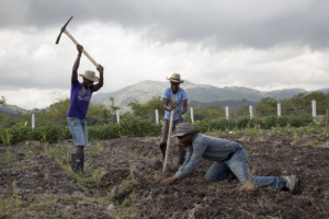 Farmers working to replant
