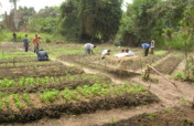 Help Farmers Fight Hunger & Child Abuse - Liberia