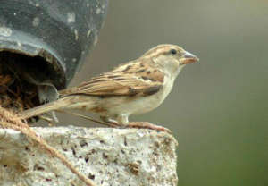 Home for innocent Sparrow Birds