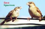 Help Eco-Friendly Nest for Innocent Sparrow Birds