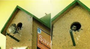 Eco-Friendly Nest for Innocent Sparrow !!