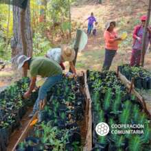Nurseries will support forest restoration.