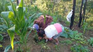 Reforestation in Monte Alegre
