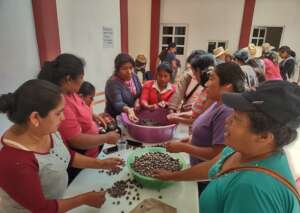 Women secting the seeds