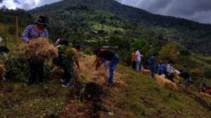 Reforesting