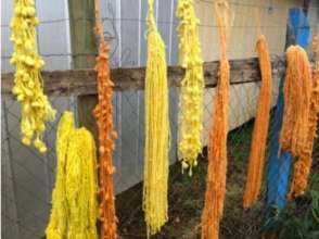 Natural dyed wool hung out for display