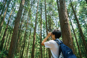 Looking for a bird nest