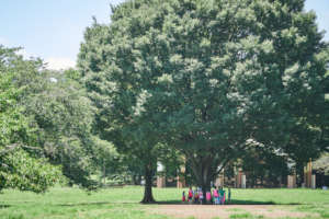 A big tree with campers