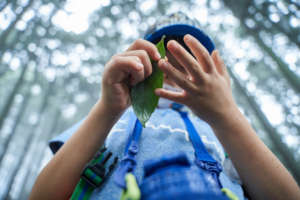A leaf and a camper during hiking