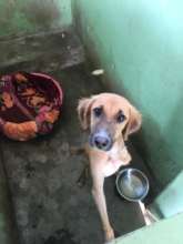 Amputee dog in a kennel with bed and bowl