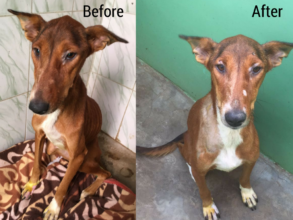 Before and after of a dog with malnutrition