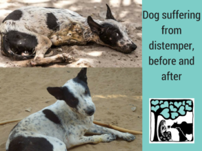 Before and after of dog with distemper