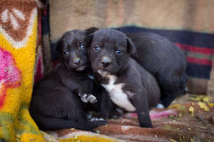 Puppies being cared for at TOLFA