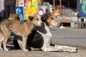 Street dogs in Rajasthan
