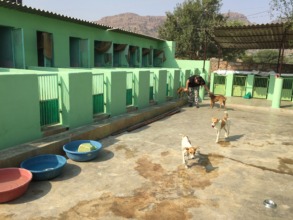 TOLFA puppy kennels and yard