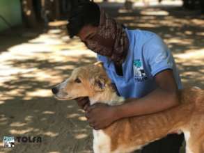 Jivin, AFTER his treatment for a maggot wound