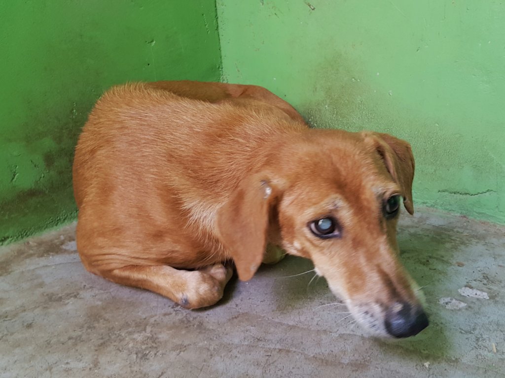 Build 27 Rescue Kennels for Stray Dogs in India