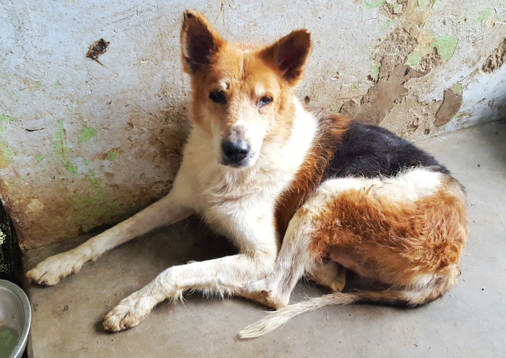 Build 27 Rescue Kennels for Stray Dogs in India