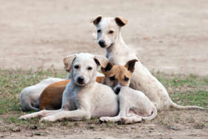 Street puppies in India