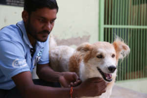 Staff member Sonu with a recovered dog