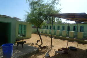 Puppy kennels and yard at TOLFA