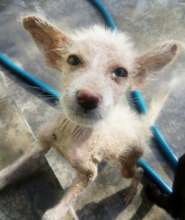 Sickly mange pup under treatment