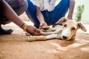 A young dog with TOLFA staff