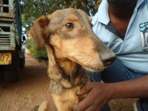 Dog recovered and ready for release
