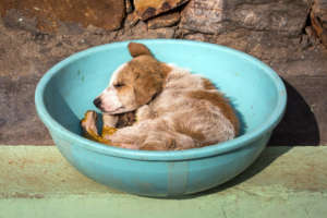 Young dog undergoing treatment
