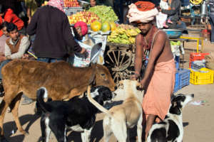 Street dogs in the community