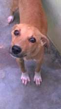 A dog in kennels at TOLFA