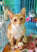 Injured cat in the cattery at TOLFA