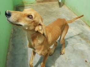 Dog ready for release