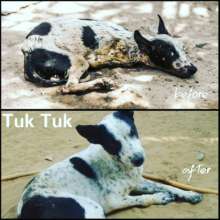 Tuk Tuk was suffering from the disease distemper