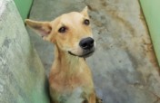 Build 27 Rescue Kennels for Stray Dogs in India