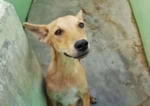 Build 27 Rescue Kennels for Stray Dogs in India