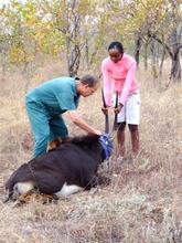 Precious Veterinarian Assistant