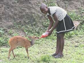 Desiree feeding Maxi the bushbuck