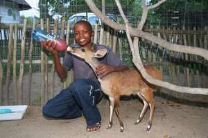 Aaron feeding Maxi the bushbuck