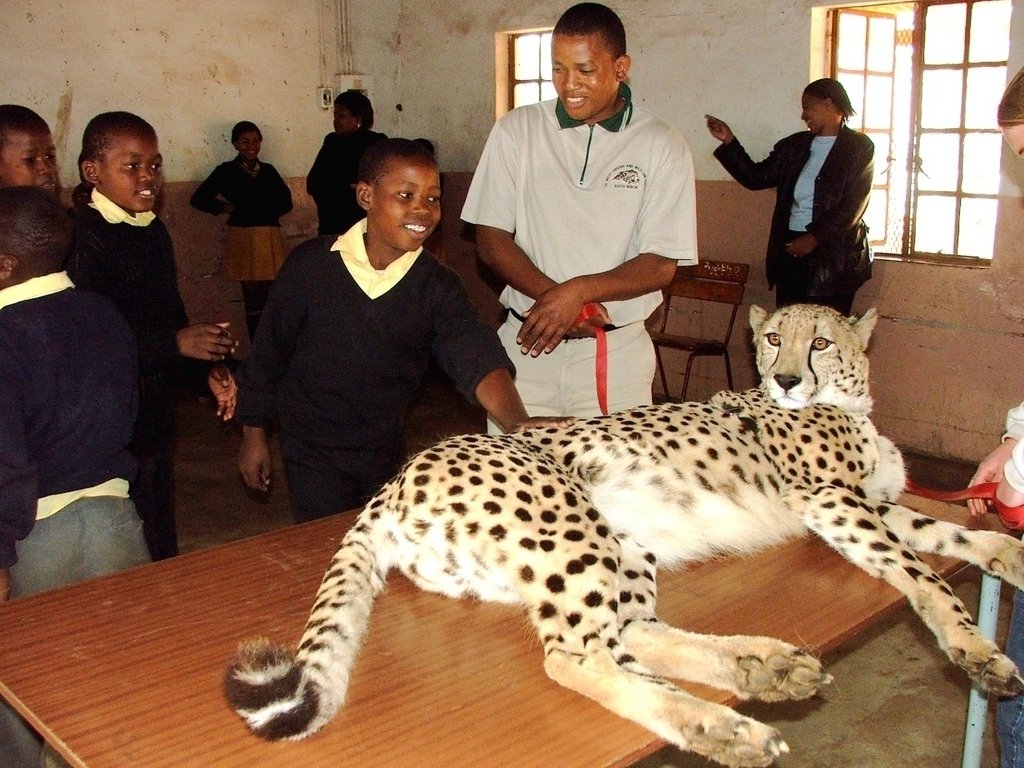 A Retired Cheetah Teaches Poor South African Youth
