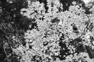 Autum leaves