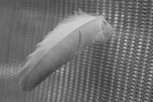 Feather of chicken