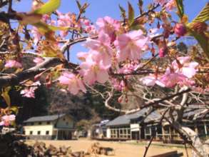Cherry blooming