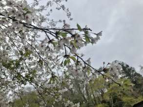 Cherry blossom!